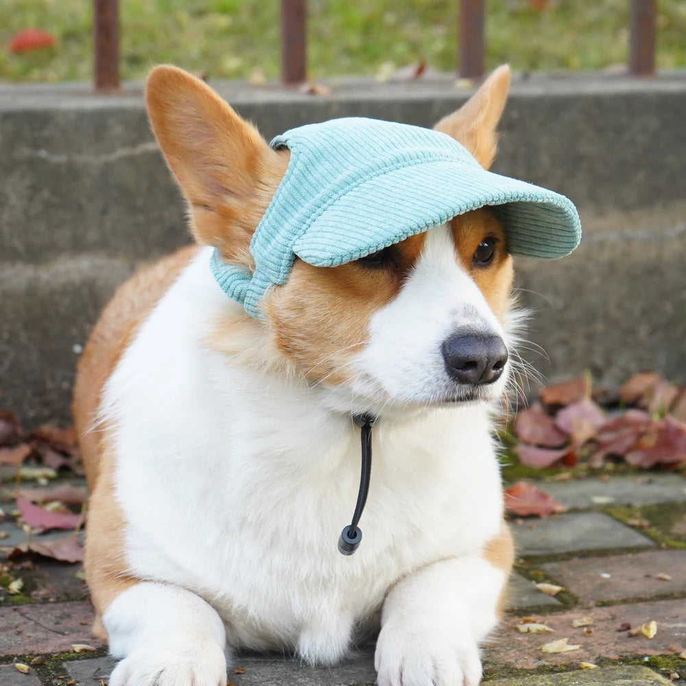 Corgi wearing a light blue cap sitting outdoors on a concrete surface with leaves around.