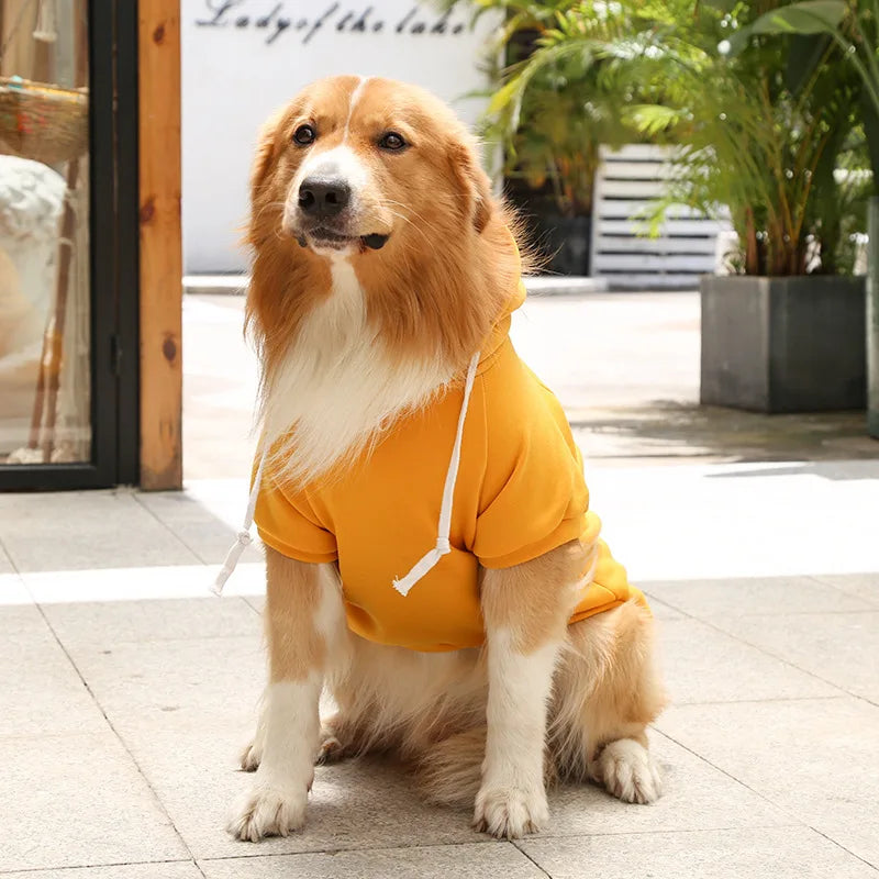 Dog wearing a yellow hoodie sitting on a tiled floor with plants in the background