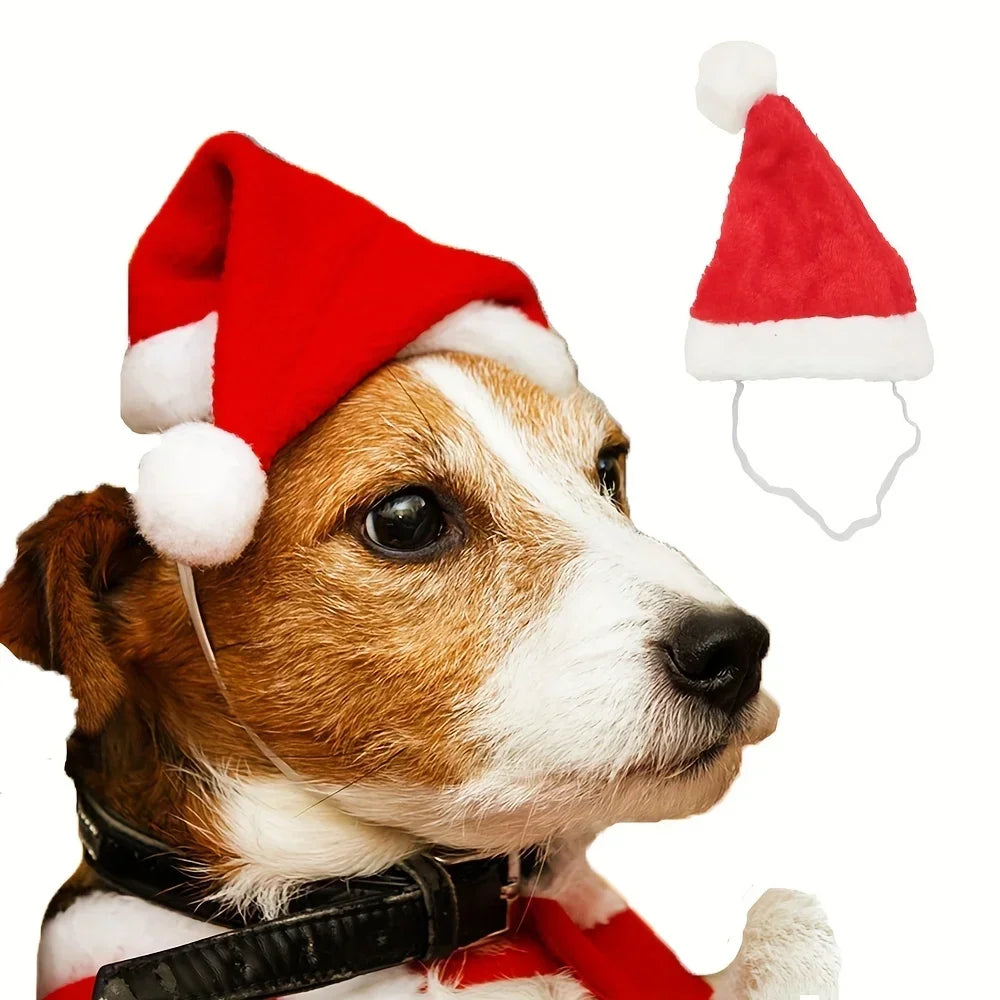 Dog wearing a red Santa hat with a white background