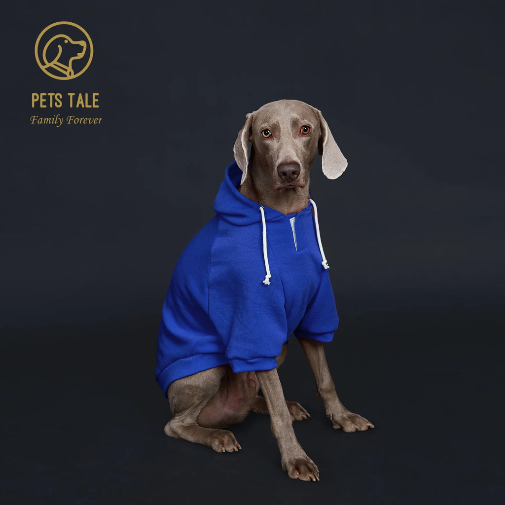 Dog wearing a blue hoodie with 'Pets Tale' logo in the corner