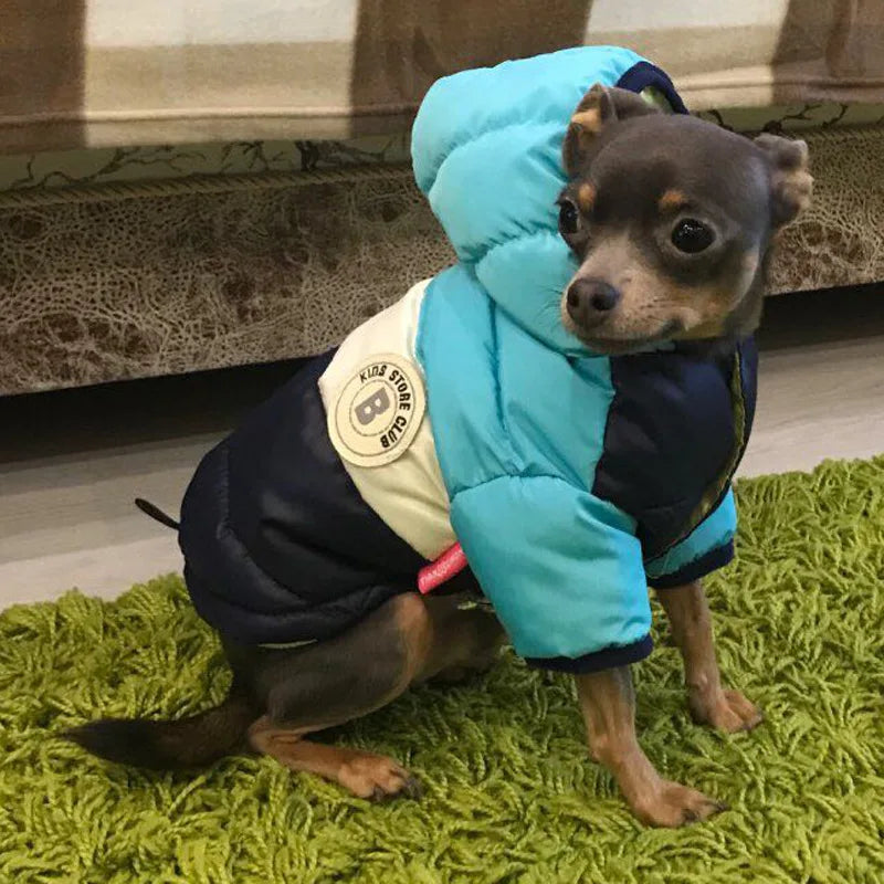 Small dog wearing a blue and black puffer coat on a green rug.