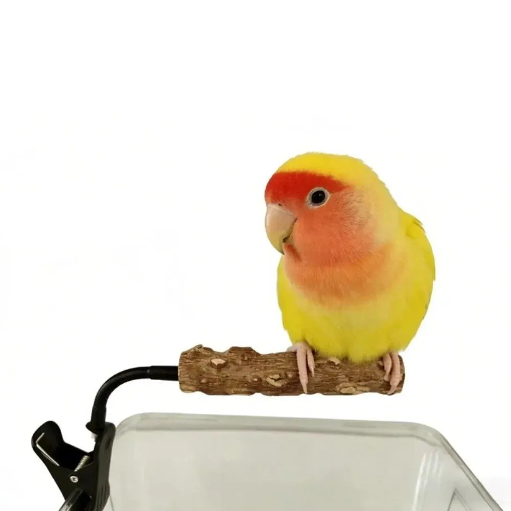 A small yellow lovebird with a red and peach face sits on a wooden perch attached to a black clip above a clear plastic container, isolated on a white background.
