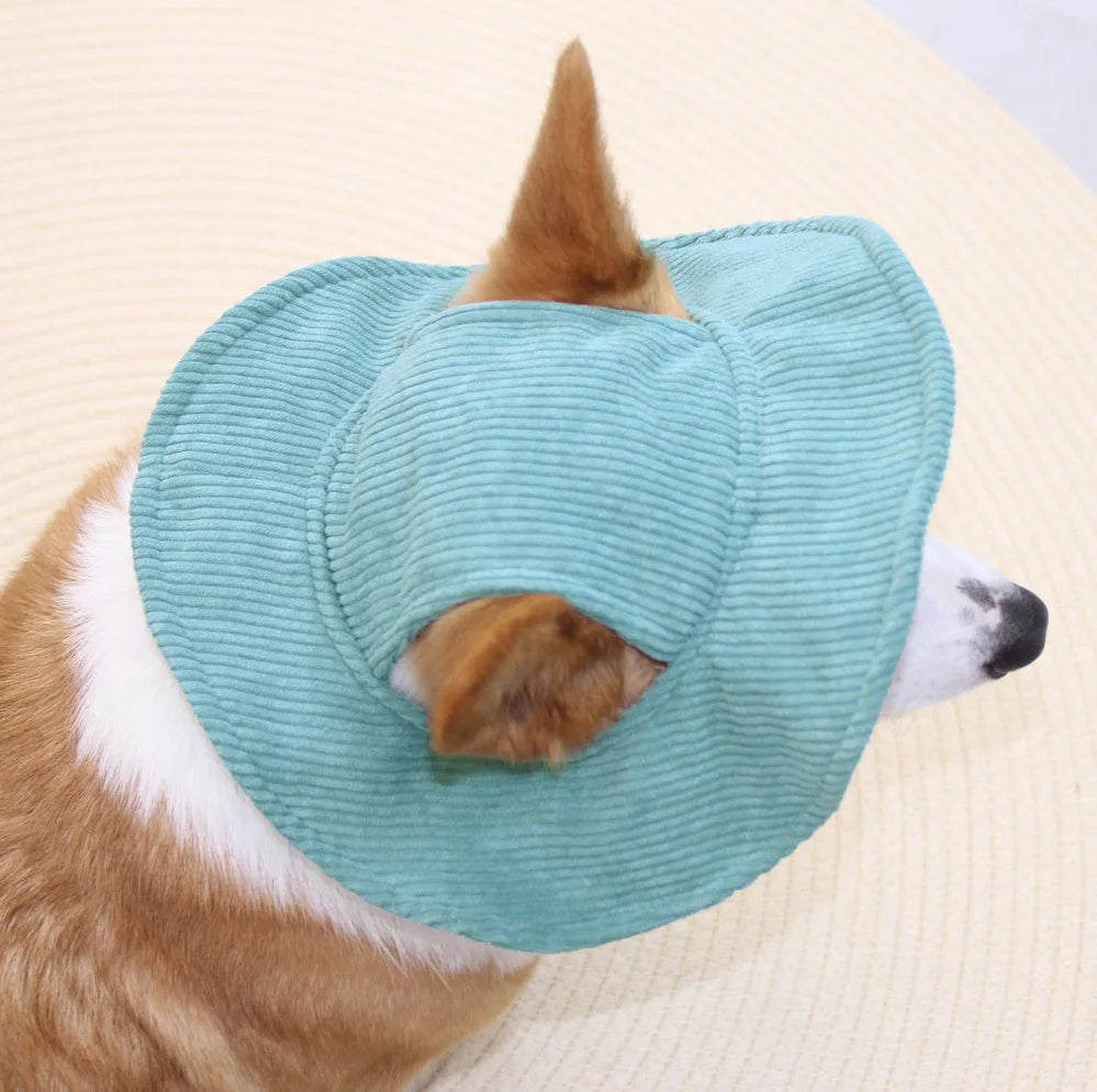 Dog wearing a teal cone-shaped pet coat on a light background