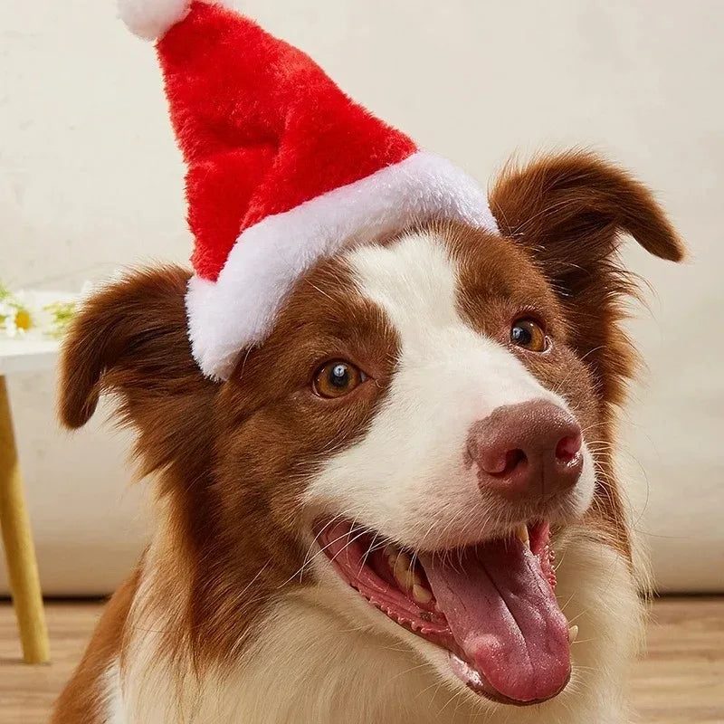A brown and white dog wearing a red and white Santa hat, shown in a close-up portrait against a light indoor background.