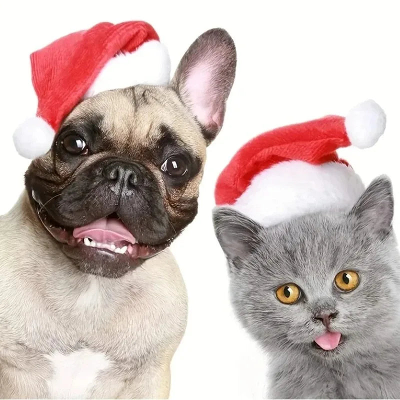 A fawn French bulldog and a gray kitten, both wearing red and white Santa hats, photographed against a plain white background.