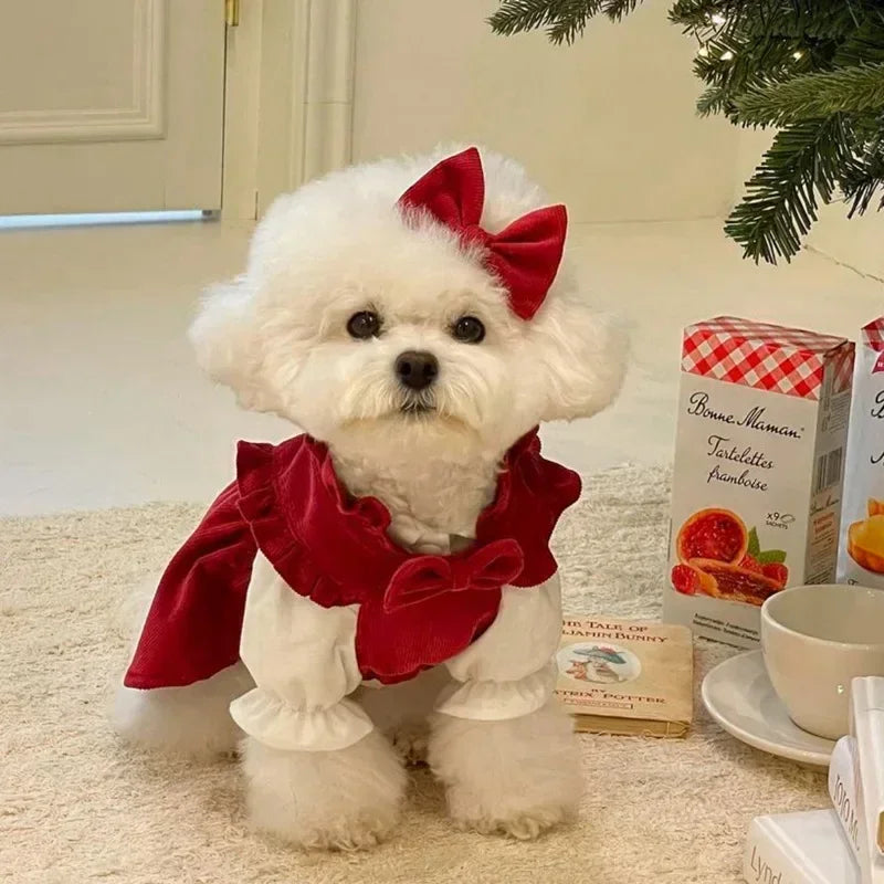 Small white dog wearing a red outfit with a bow, sitting on a carpeted floor.