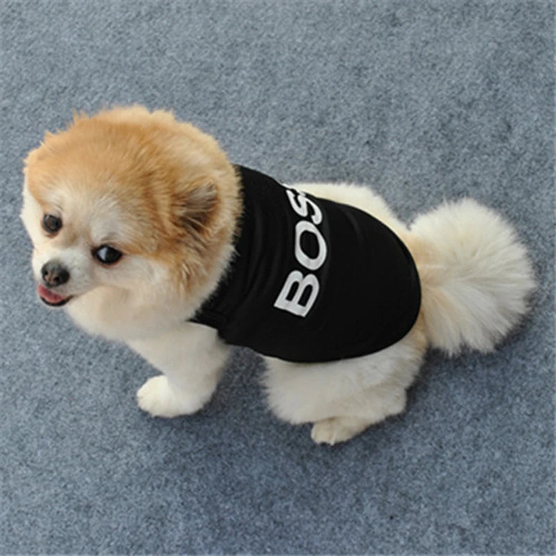 Small dog wearing a black shirt with 'BOSS' text on a gray background