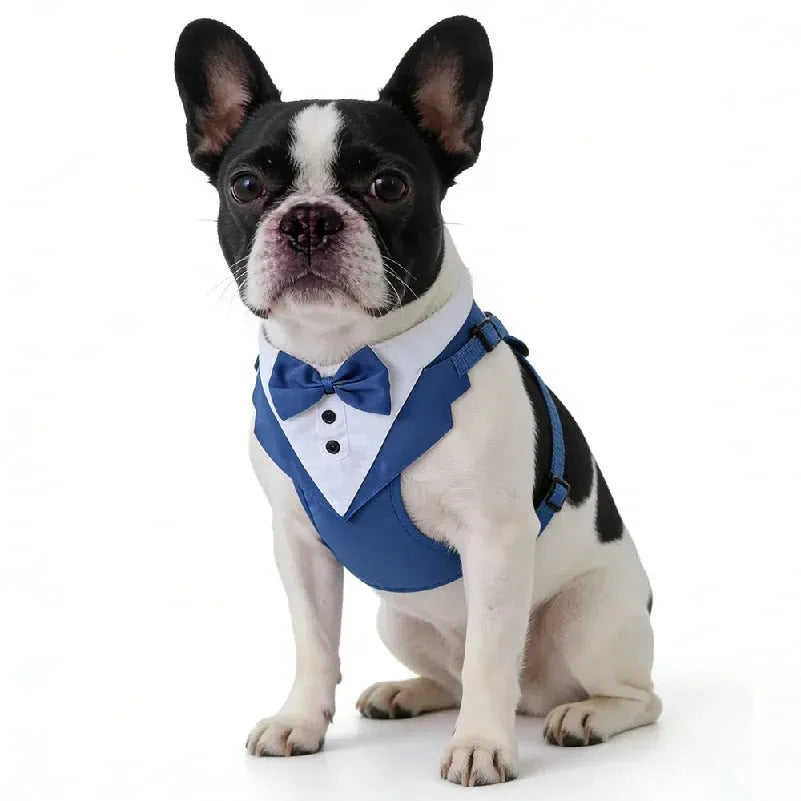 Dog wearing a blue harness and bow tie on a white background