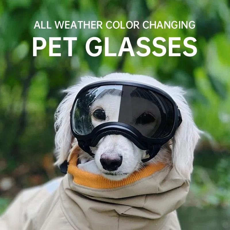 Dog wearing all-weather color-changing pet glasses with a blurred green background