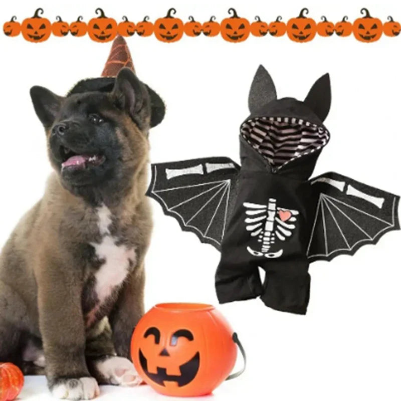 Dog wearing a Halloween costume with bat wings and a pumpkin, on a white background.