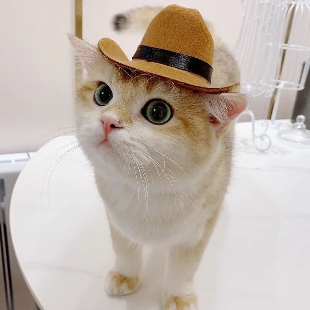 Cat wearing a small brown hat on a white surface