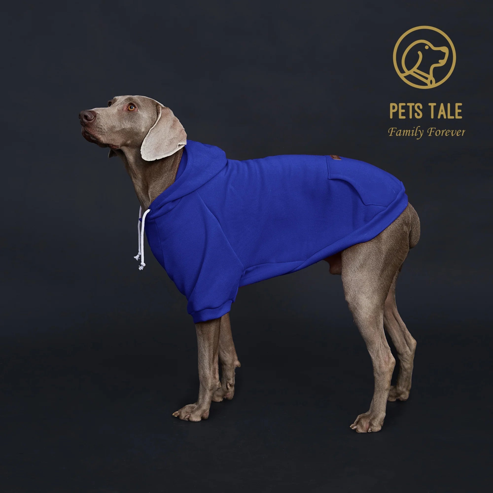 Dog wearing a blue hoodie with 'Pets Tale' logo on a dark background