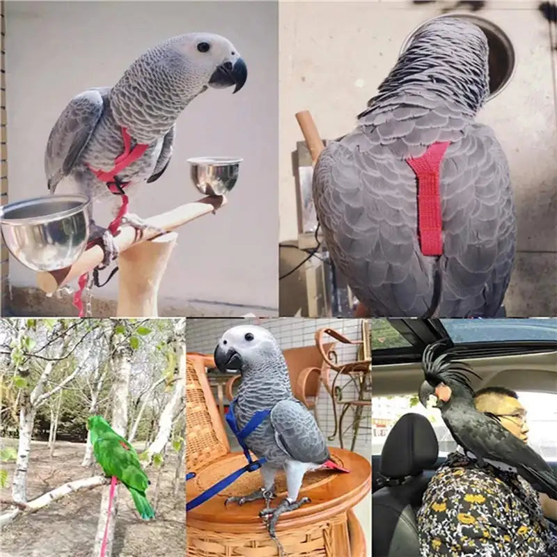 Adjustable Bird Training Harness & Leash - Anti-Bite Flying Rope for Parrots & Small Birds