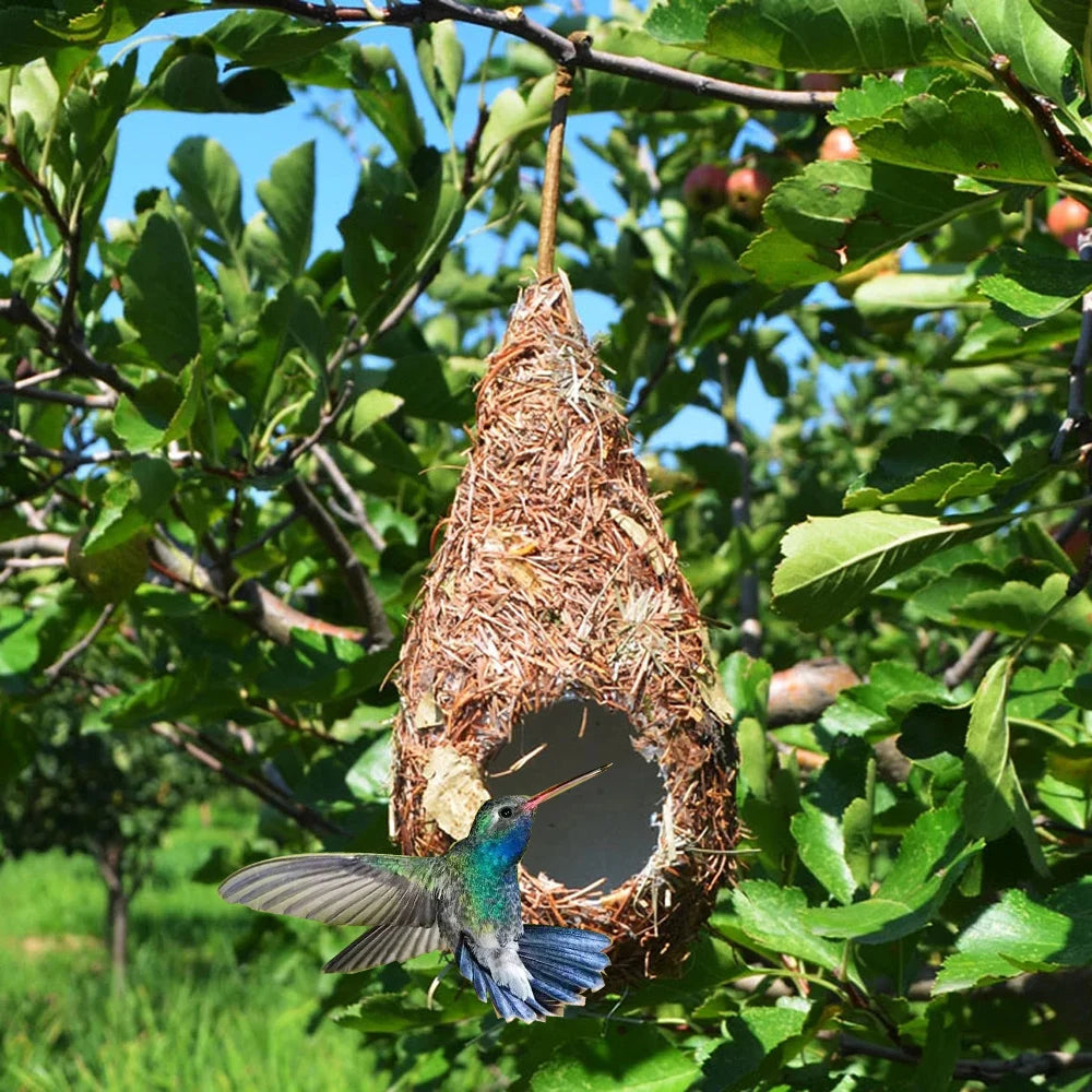 Hummingbird near a nest hanging from a tree branch with green leaves and blue sky in the background.
