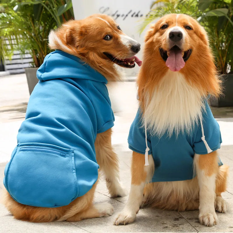 Two dogs wearing blue hoodies sitting side by side outdoors.