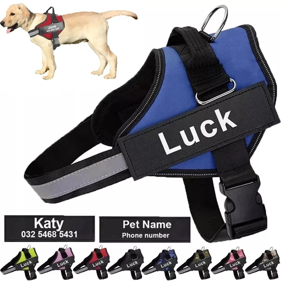 Blue dog harness with 'Luck' label and dog wearing it on a white background