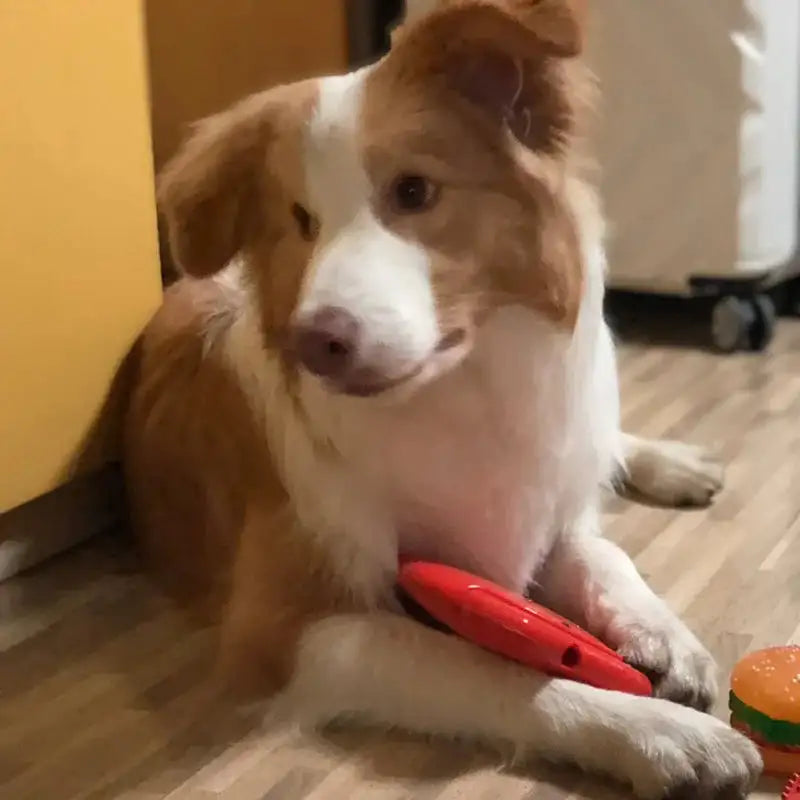 Durable Squeaky Treat Dispenser Dog Toy - Springy Puzzle Disc for Water Play & Foraging Fun